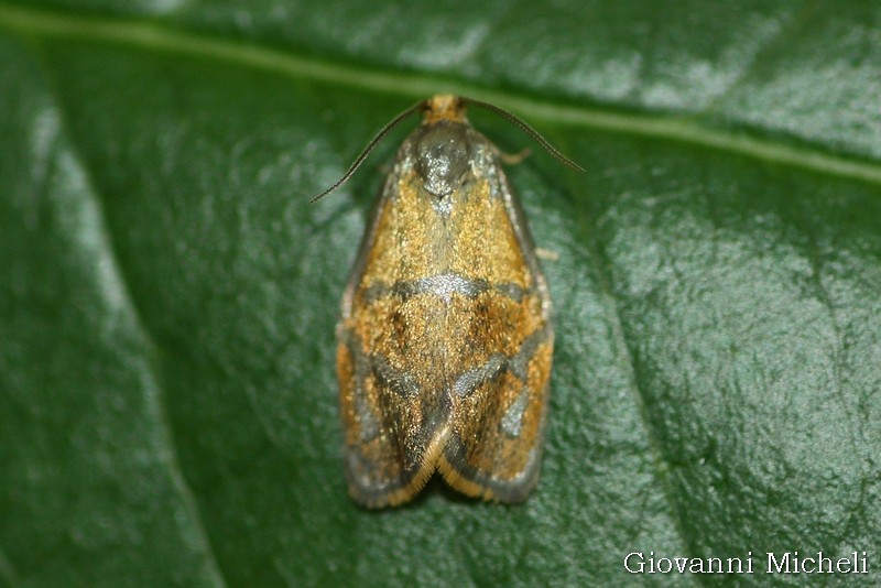 Aiuto ID - Ptycholoma lecheana, Tortricidae